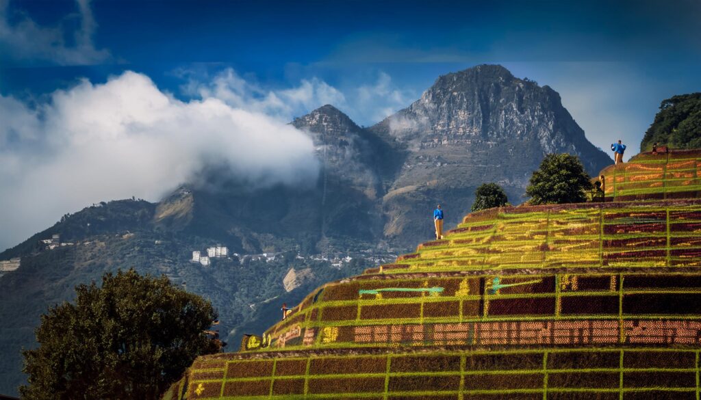 Satsportss: Online Cricket Betting at Your Fingertips